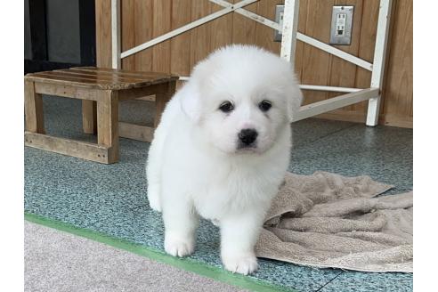 成約済の千葉県のグレートピレニーズ-362235の10枚目